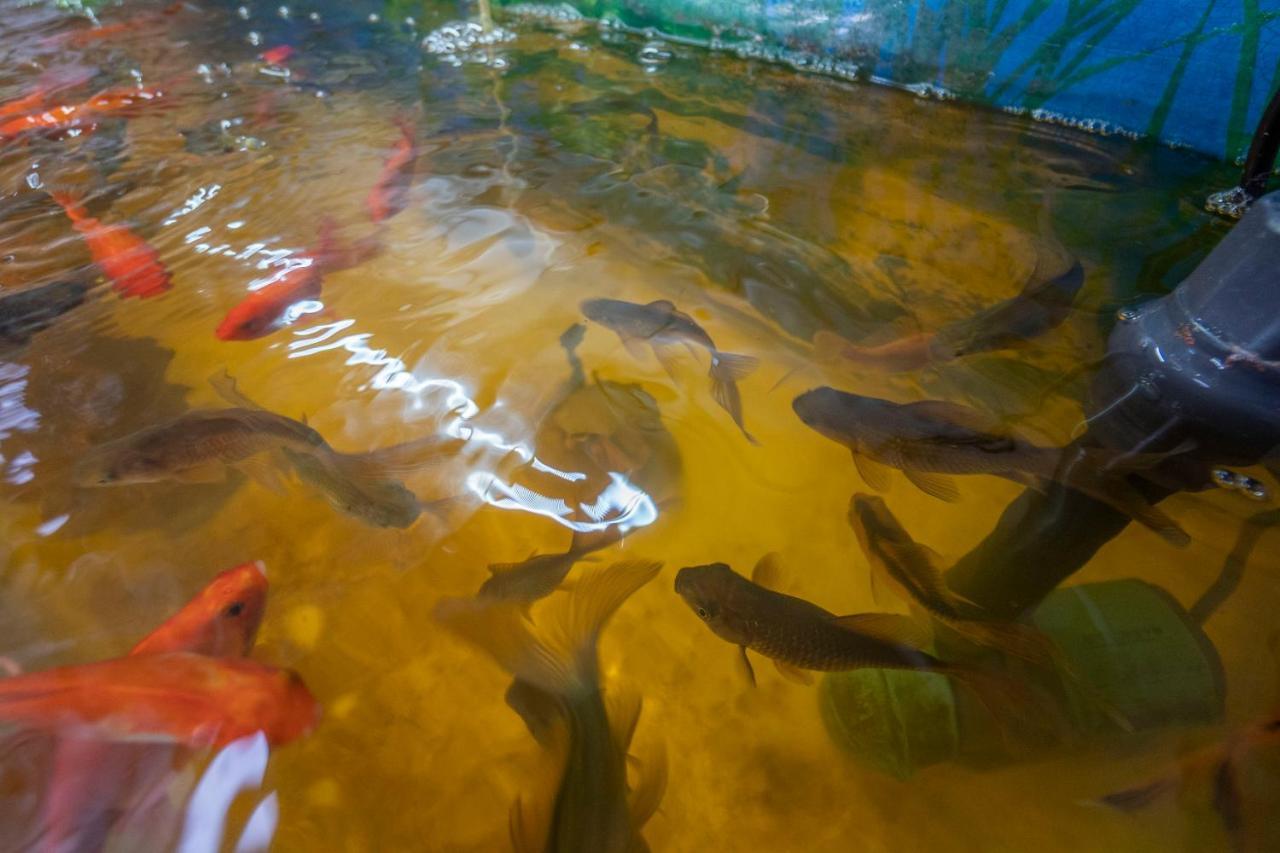 Waikoura Springs Panzió Kaikoura Kültér fotó